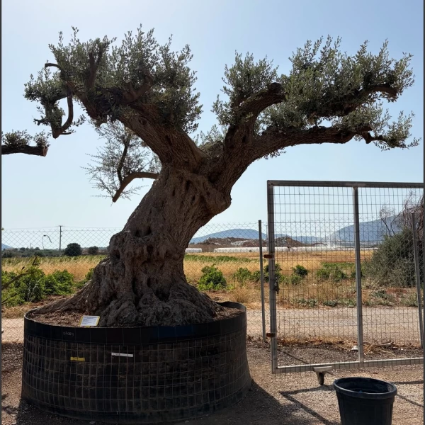 Olea europaea | OE151