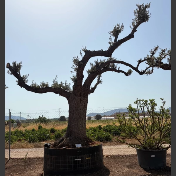 Olea europaea | OE154