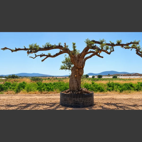 Olea europaea | OE156