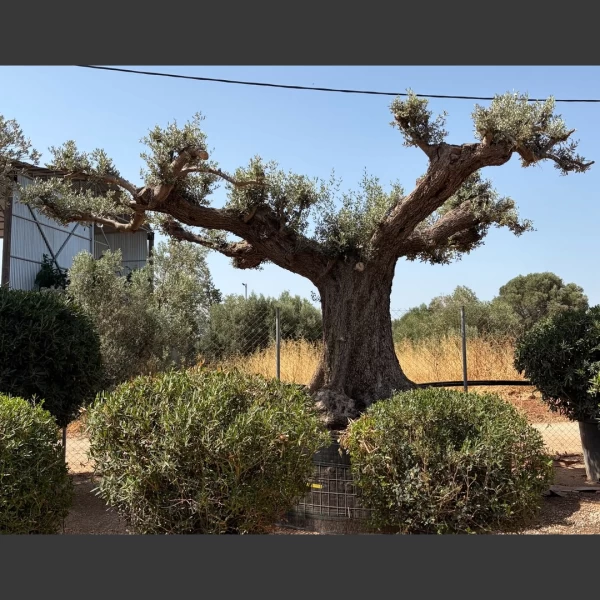 Olea europaea | OE165