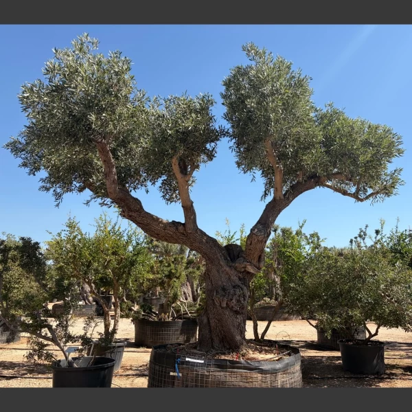Olea europaea | OE224