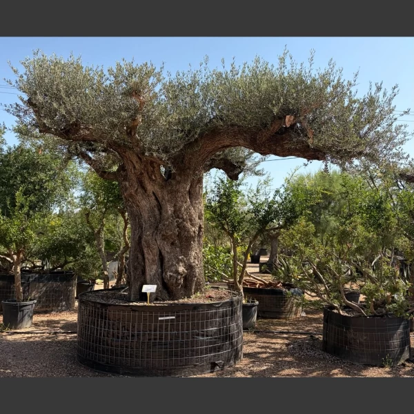 Olea europaea | OE201