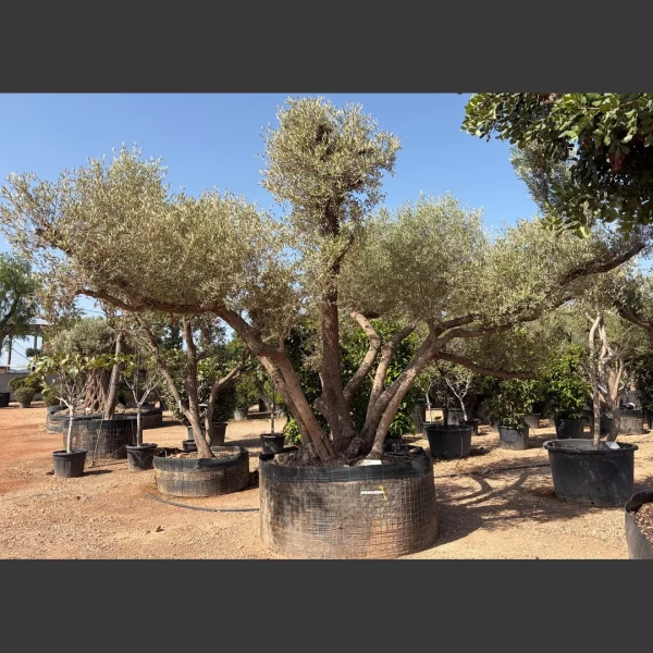 Olea europaea | OE193