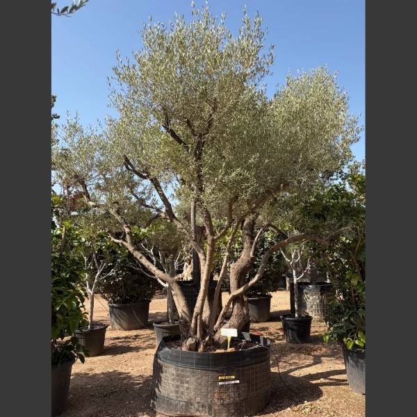 Olea europaea | OE192