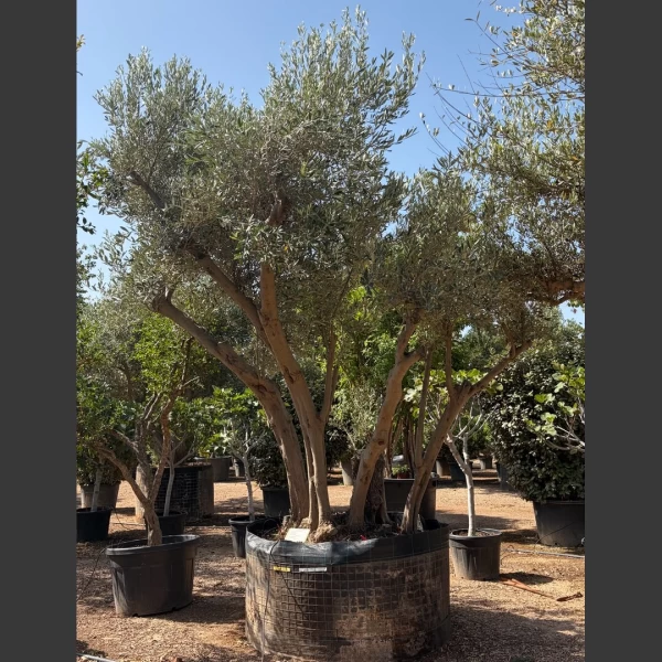 Olea europaea | OE188
