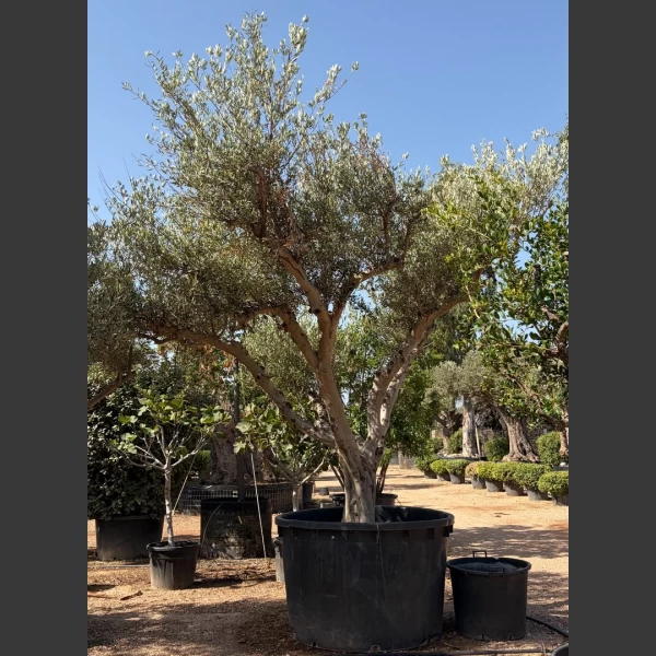 Olea europaea | OE187