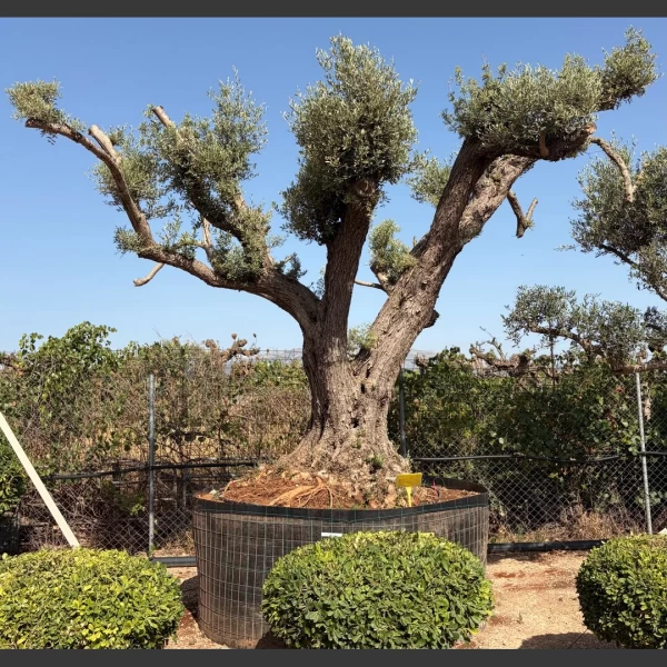 Olea europaea | OE185