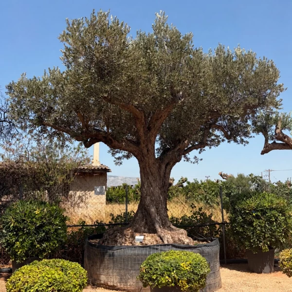 Olea europaea | OE176