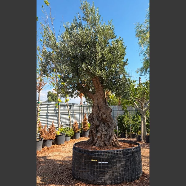 Olea europaea | OE142
