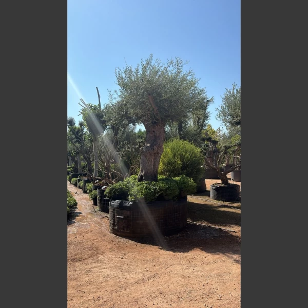 Olea europaea | OE006