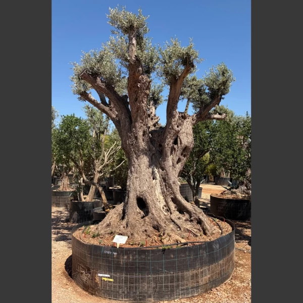 Olea europaea | OE265