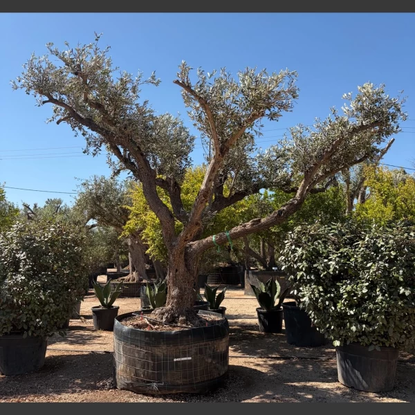 Olea europaea | OE269