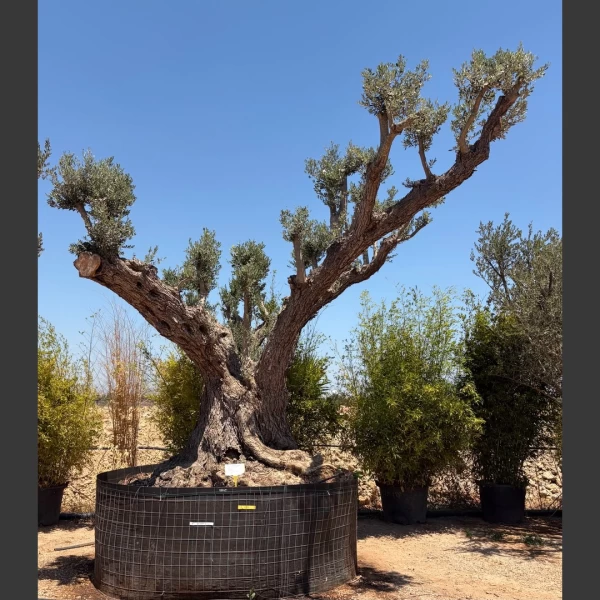 Olea europaea | OE284