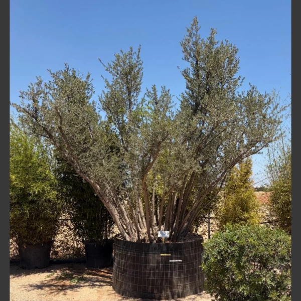 Olea europaea | OE285