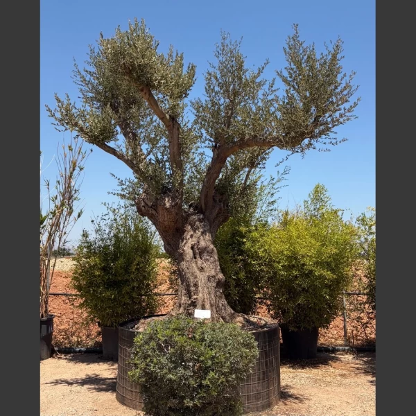 Olea europaea | OE286