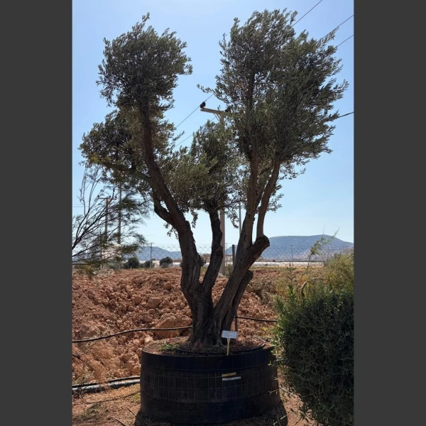 Olea europaea | OE312
