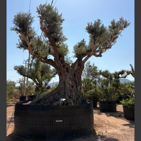 Olea europaea | OE313