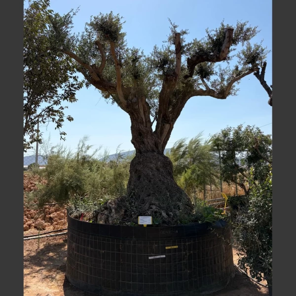 Olea europaea | OE315