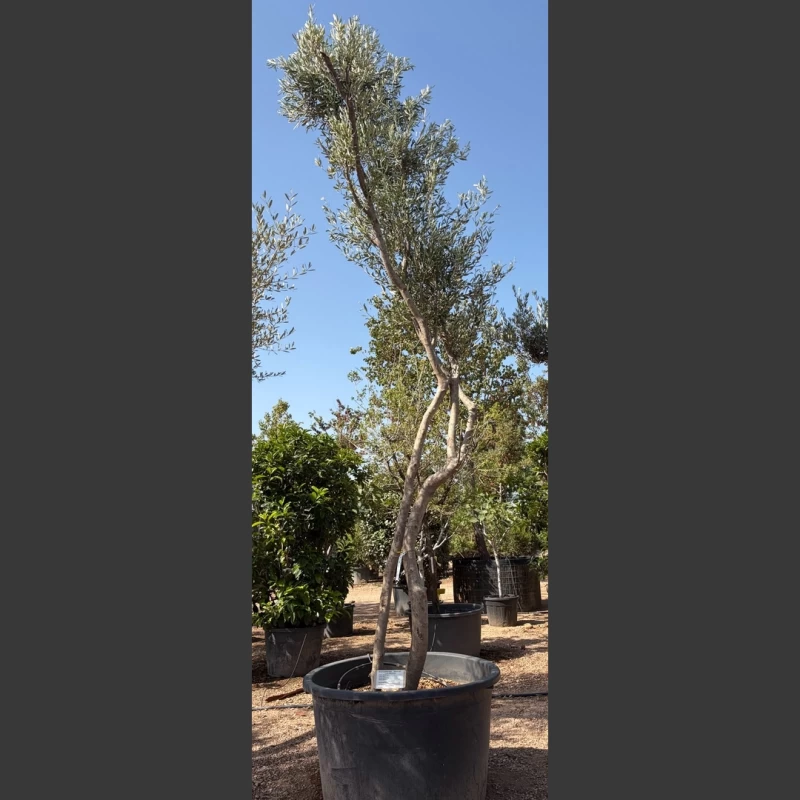 Olea europaea | OE194 (Image 1)