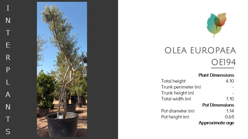 Olea europaea | OE194 (Image 2)