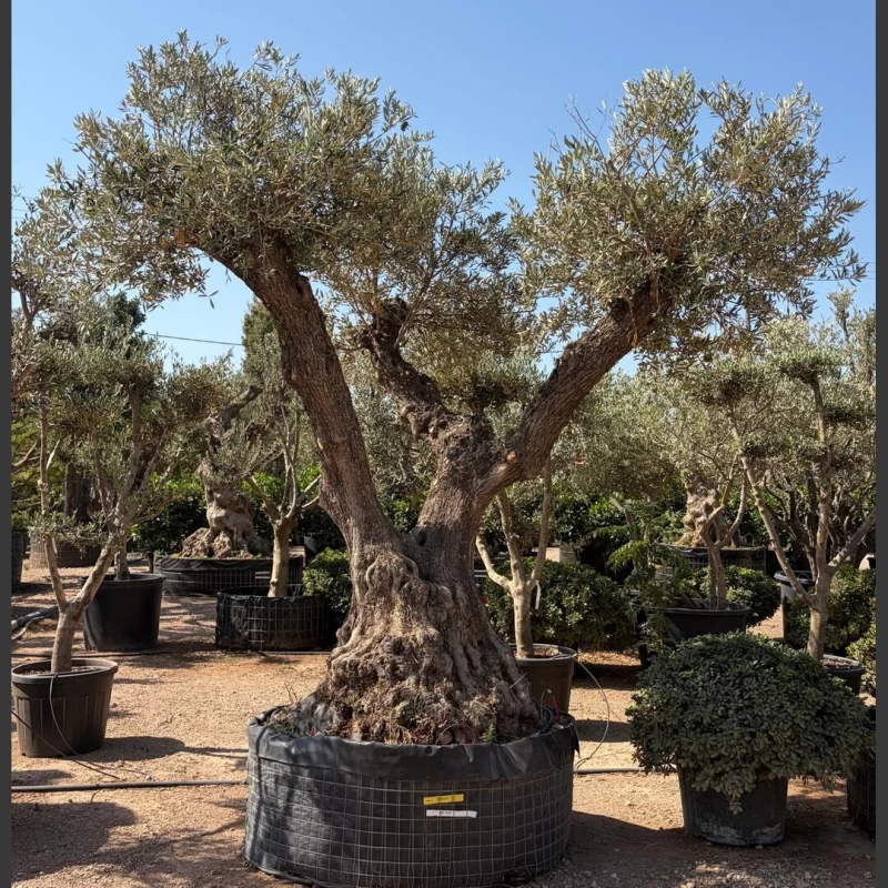Olea europaea | OE416 (Image 1)