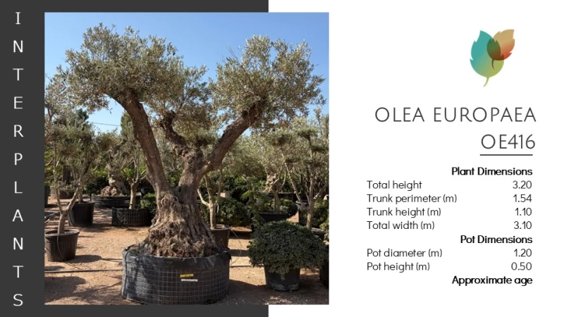Olea europaea | OE416 (Image 2)