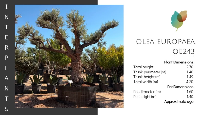 Olea europaea | OE423 (Image 2)