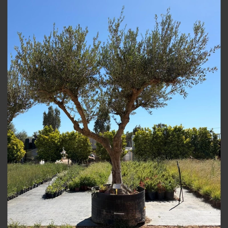 Olea europaea | OE424 (Image 1)