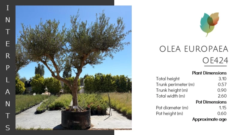 Olea europaea | OE424 (Image 2)
