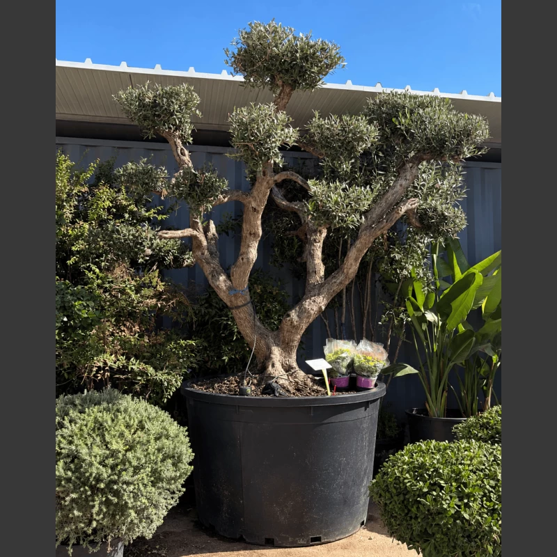 Olea europaea | OE425 (Image 1)