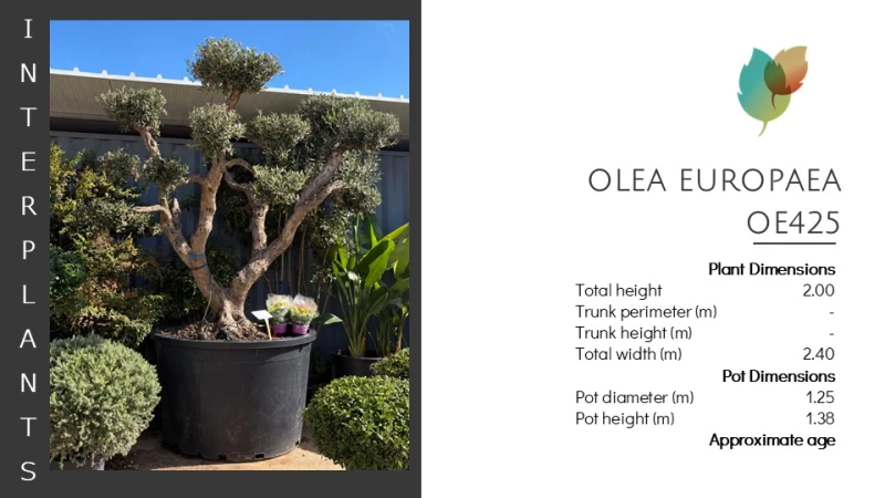 Olea europaea | OE425 (Image 2)