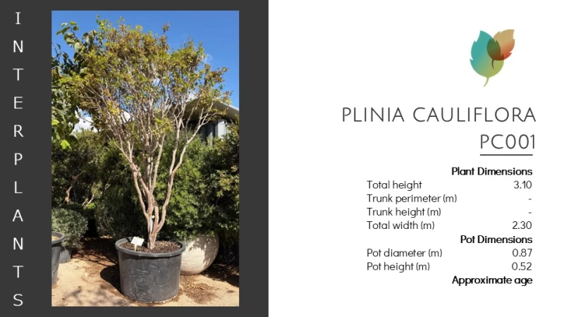 Plinia cauliflora | PC001 (Image 2)