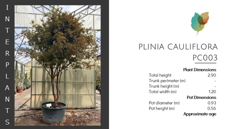 Plinia cauliflora | PC003 (Image 2)