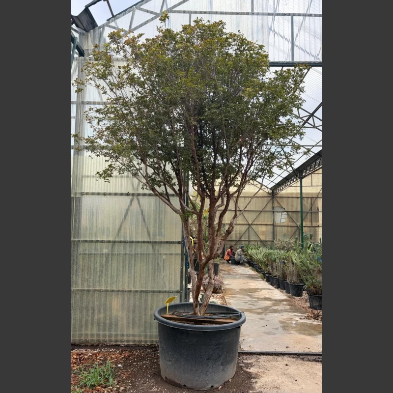 Plinia cauliflora | PC004 (Image 1)