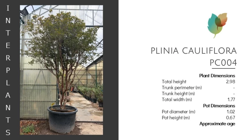 Plinia cauliflora | PC004 (Image 2)