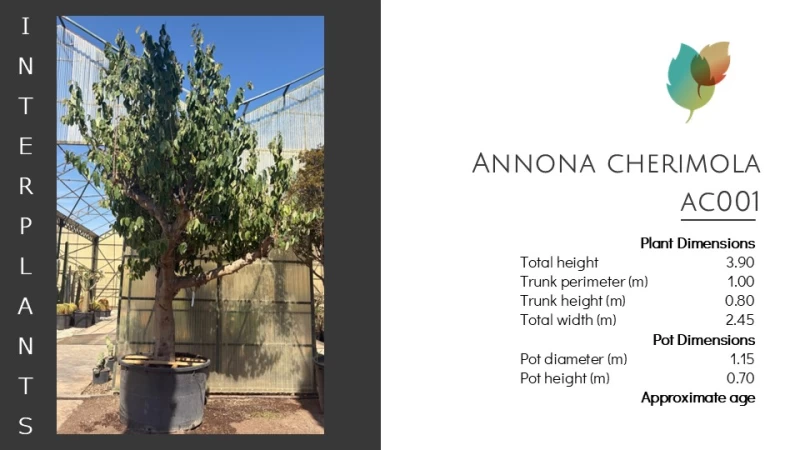 Annona cherimola | AC001 (Image 2)