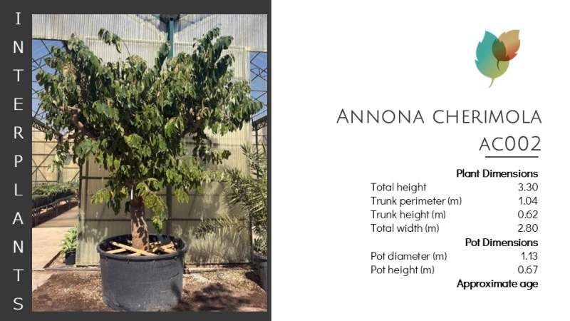 Annona cherimola | AC002 (Image 2)