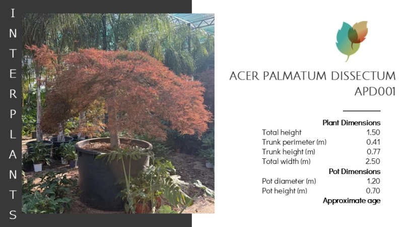 Acer palmatum Dissectum | APD001 (Image 2)
