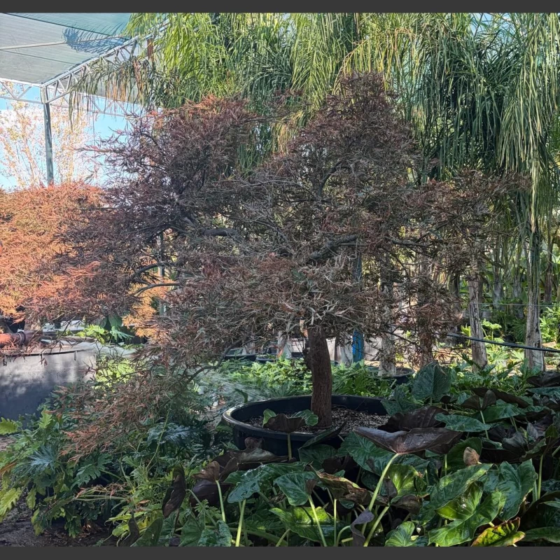 Acer palmatum Dissectum | APD002 (Image 1)