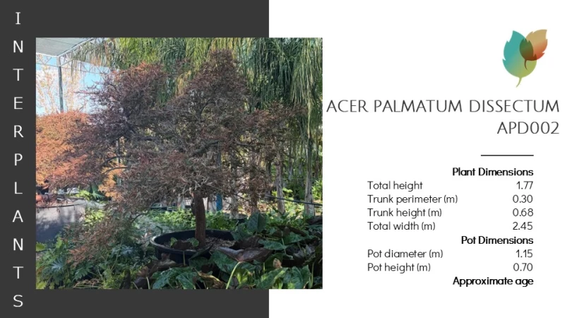 Acer palmatum Dissectum | APD002 (Image 2)