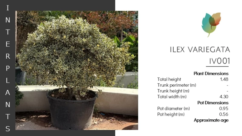 Ilex Variegata | IV001 (Image 2)