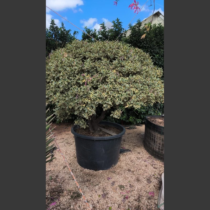 Ilex Variegata | IV002 (Image 1)