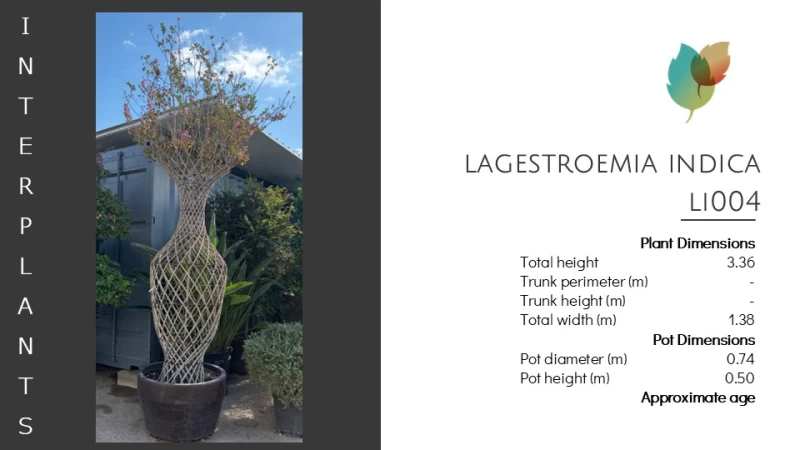 Lagerstroemia indica | LI004 (Image 2)
