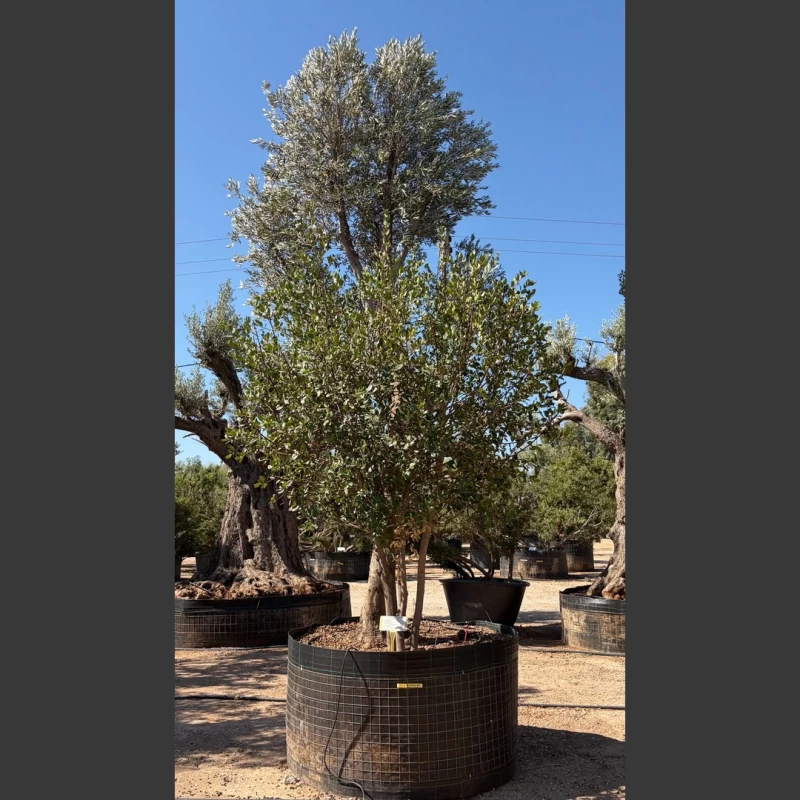 Olea europaea + Rhamnus sp. | OERH001 (Image 1)