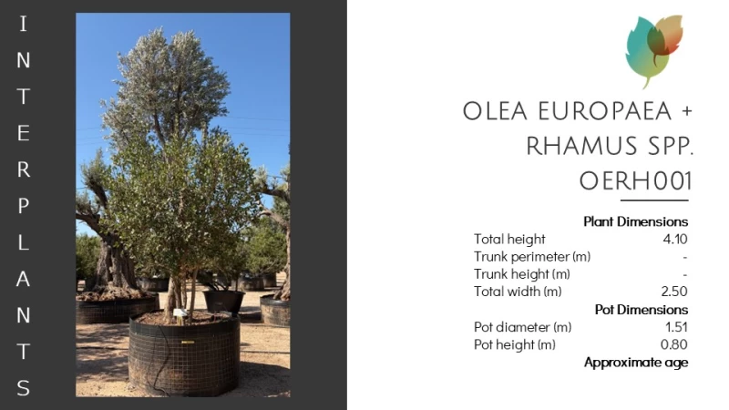 Olea europaea + Rhamnus sp. | OERH001 (Image 2)