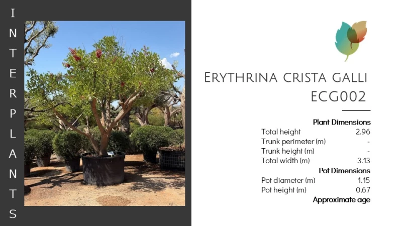 Erythrina crista galli | ECG002 (Image 2)