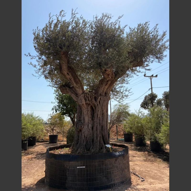 Olea europaea | OE310 (Image 1)