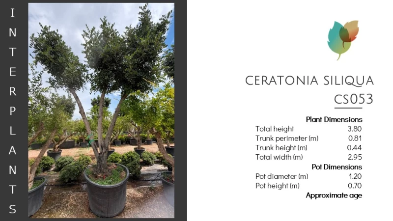 Ceratonia-siliqua-CS053 (Image 2)