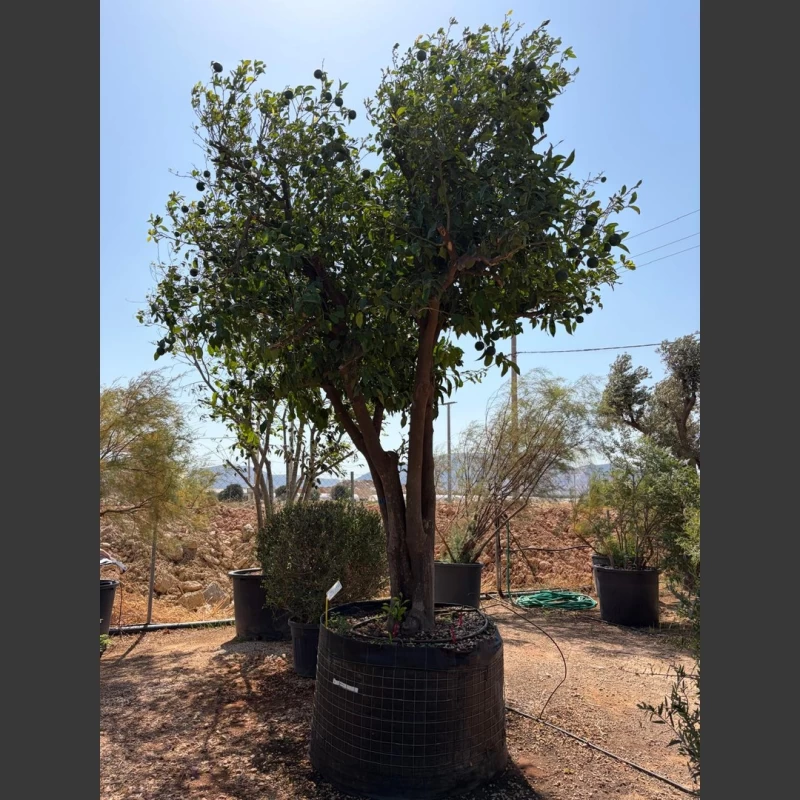Citrus aurantica | CA003 (Image 1)
