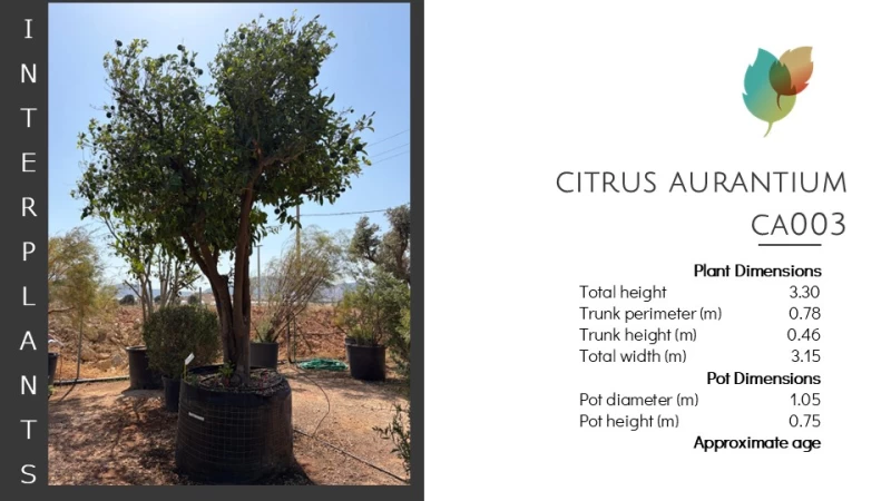 Citrus aurantica | CA003 (Image 2)